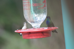 Colibri thalassinus