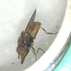 Rhingia campestris
