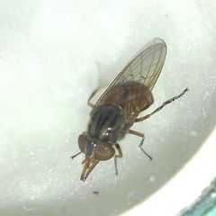 Rhingia campestris