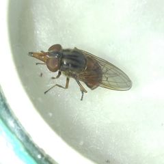 Rhingia campestris