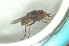 Rhingia campestris