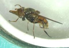Rhingia campestris