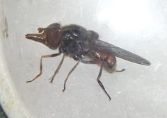Rhingia campestris