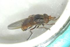 Rhingia campestris