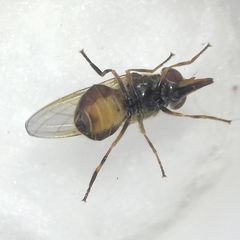 Rhingia campestris