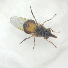 Rhingia campestris
