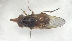 Rhingia campestris