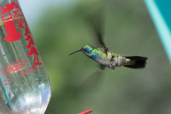 Colibri thalassinus