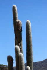 Cephalocereus senilis