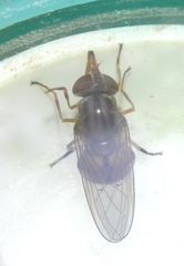 Rhingia campestris