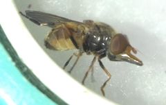 Rhingia campestris