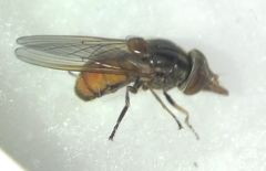 Rhingia campestris