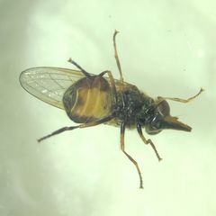 Rhingia campestris