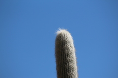 Cephalocereus senilis