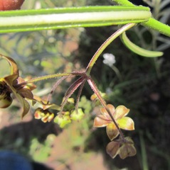 Asclepias praemorsa
