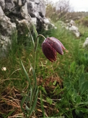 Fritillaria montana