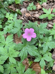 Geranium endressii