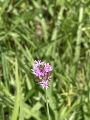 Polygala incarnata