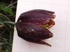 Fritillaria montana