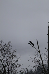 Corvus brachyrhynchos caurinus
