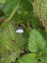 Cryptolaemus montrouzieri