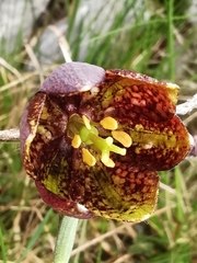 Fritillaria montana