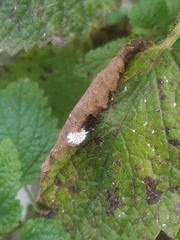 Cryptolaemus montrouzieri