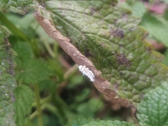 Cryptolaemus montrouzieri