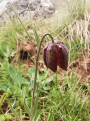 Fritillaria montana