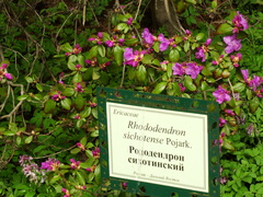 Rhododendron sichotense