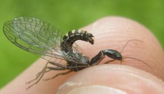 Subilla confinis