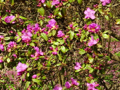 Rhododendron sichotense