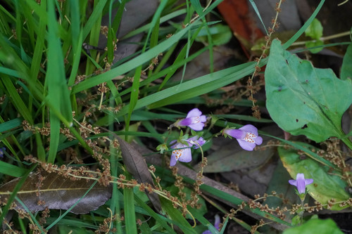 Miquel's mazus (Mazus miquelii)