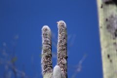 Cephalocereus senilis