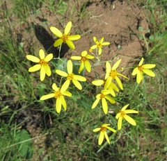 Senecio bupleuroides