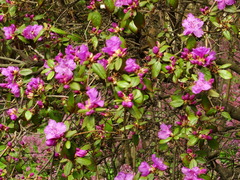 Rhododendron sichotense