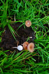 Bolbitius coprophilus