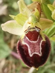 Ophrys sphegodes provincialis