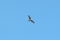 Milvus milvus