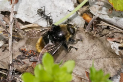 Merodon equestris