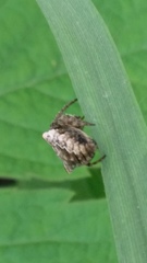 Gibbaranea bituberculata