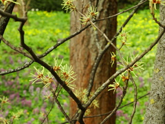 Hamamelis japonica