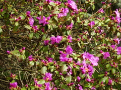 Rhododendron sichotense