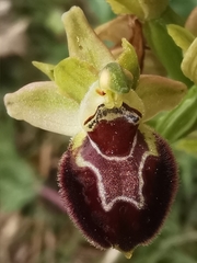 Ophrys sphegodes provincialis