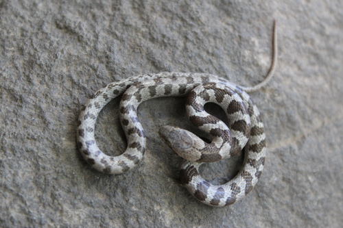 Tanzer’s Night Snake