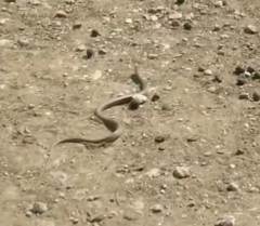 Dolichophis jugularis