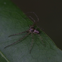Philodromus marxi