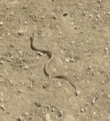 Dolichophis jugularis