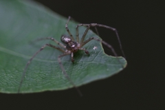 Philodromus marxi