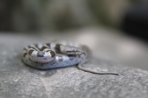 Tanzer’s Night Snake